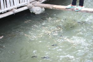Komunidae fo han hele ikan ne'ebe sira hakiak